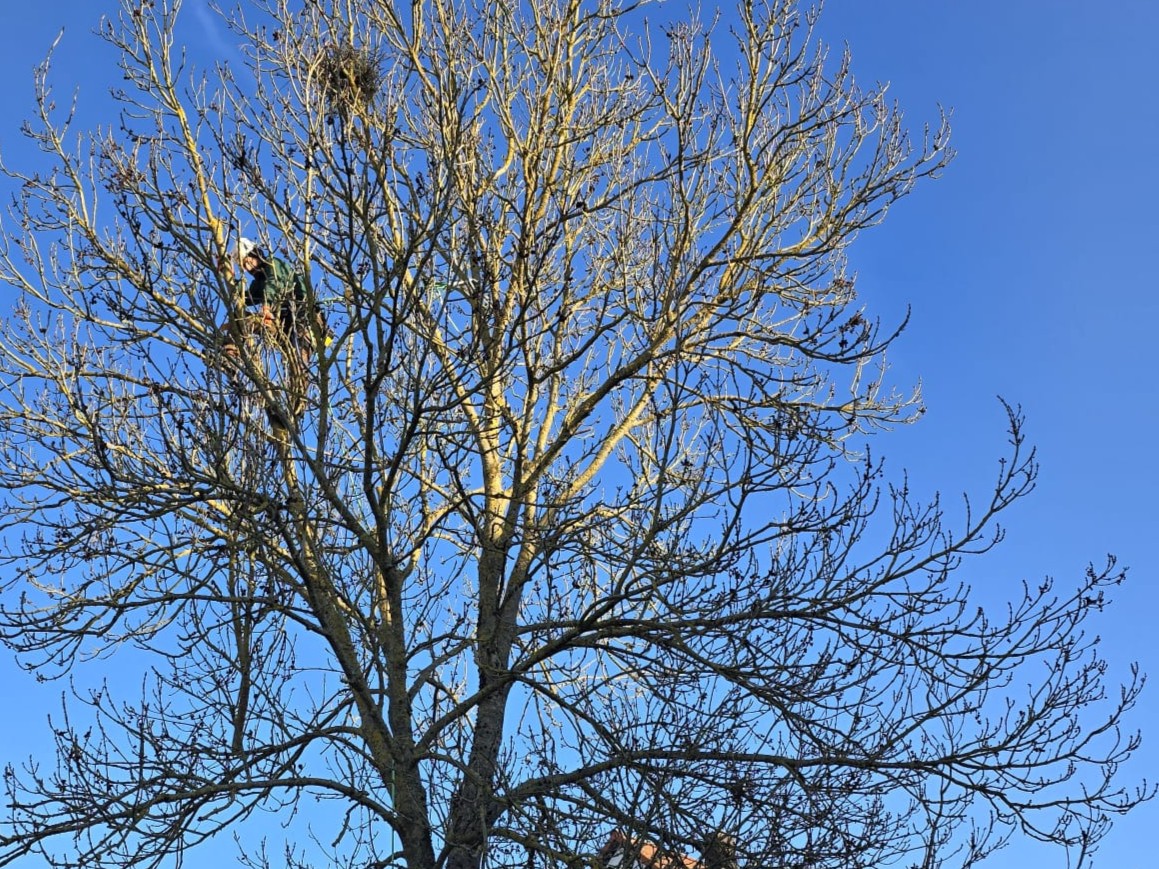 Kronenpflege und SKT Baumpfleger