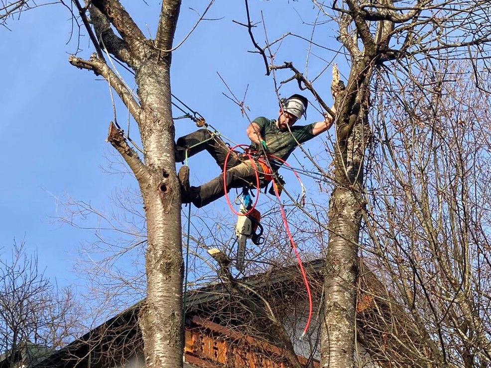 Baumpflege, Kronenpflege, Totholz, Fällung, Baumkontrolleur, SKT, Baumschnitt