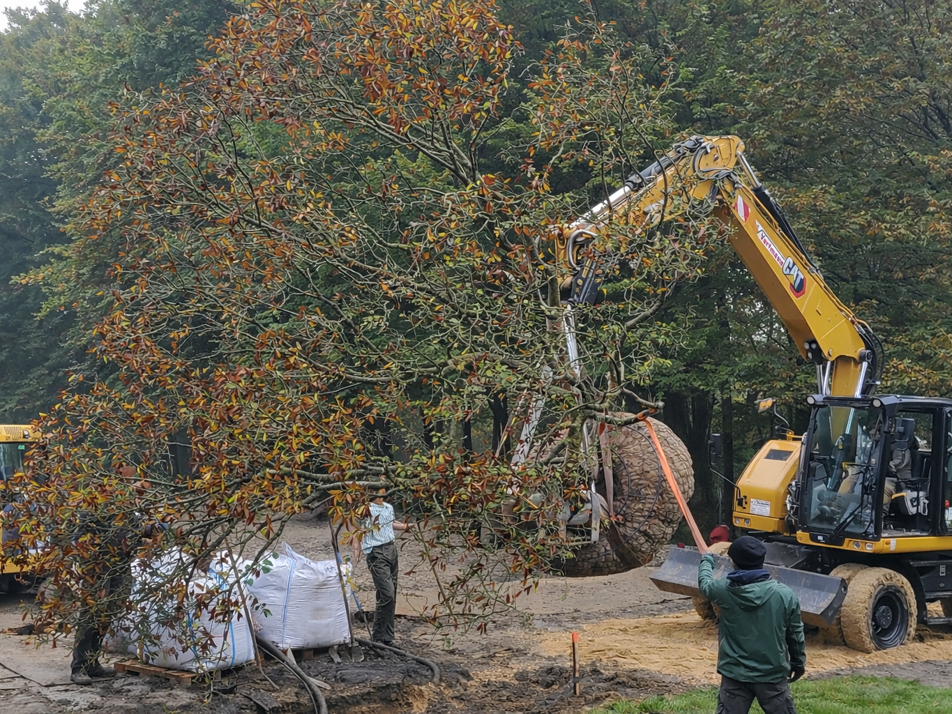 Großbaumverpflanzung mit Bagger und Magnolie